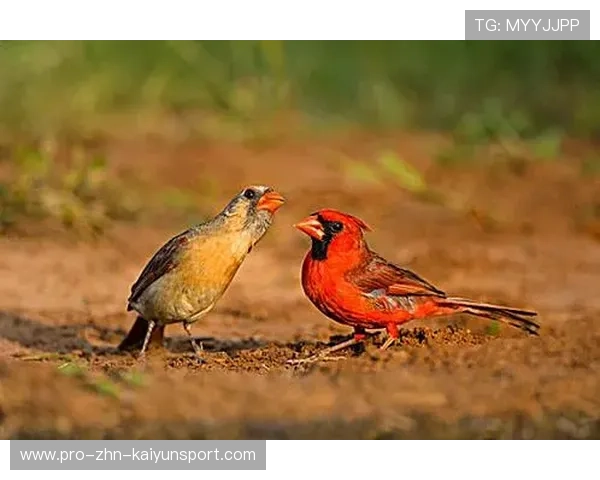 红雀进攻问题持续，主帅称需尽快调整，红雀到底说的是什么